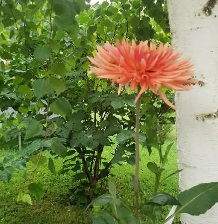 Nyaraló Garden Lohovo