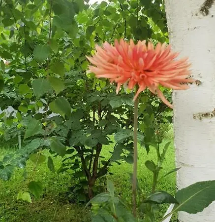 Holiday home Garden Lohovo